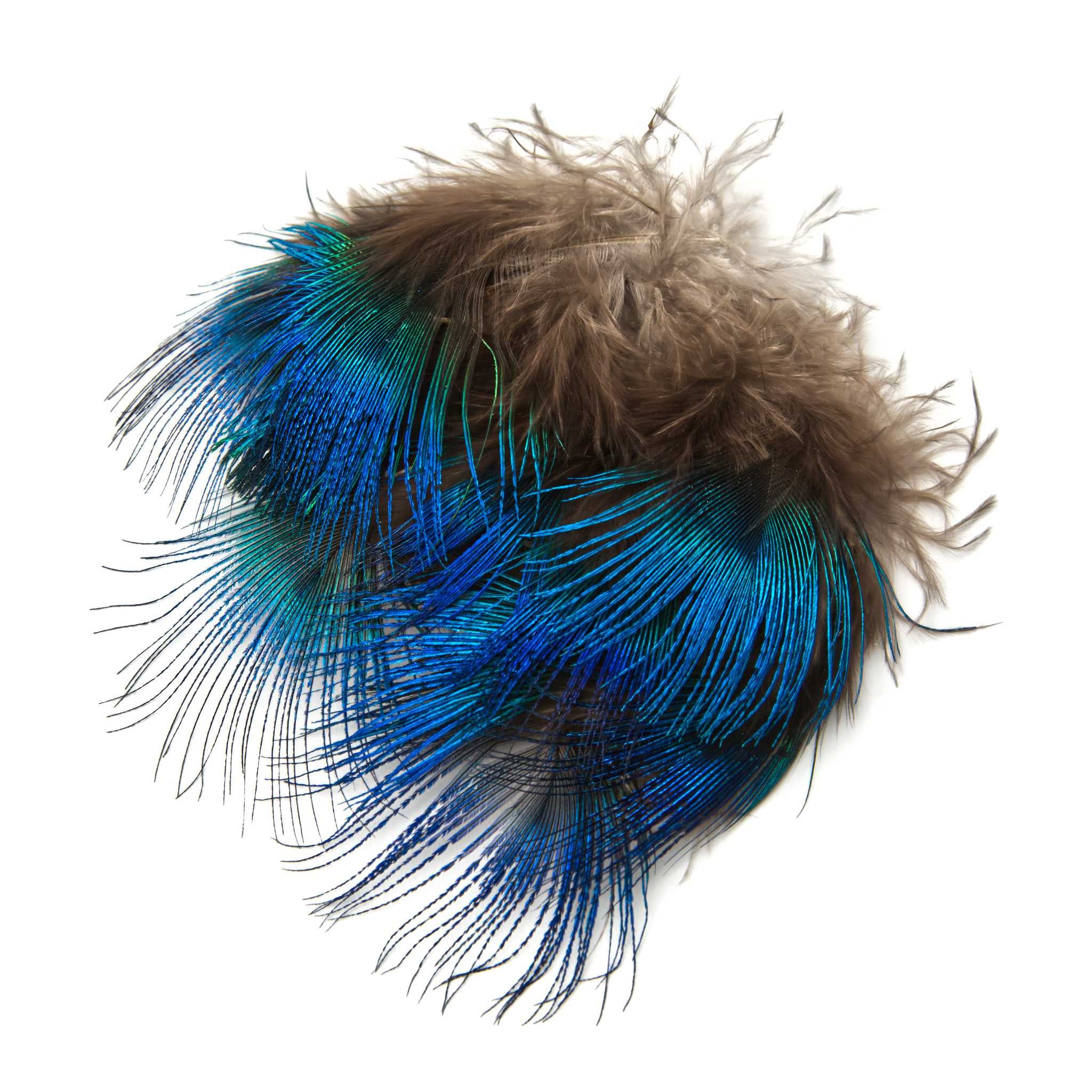 Hareline Blue Peacock Feathers — HiFishGear