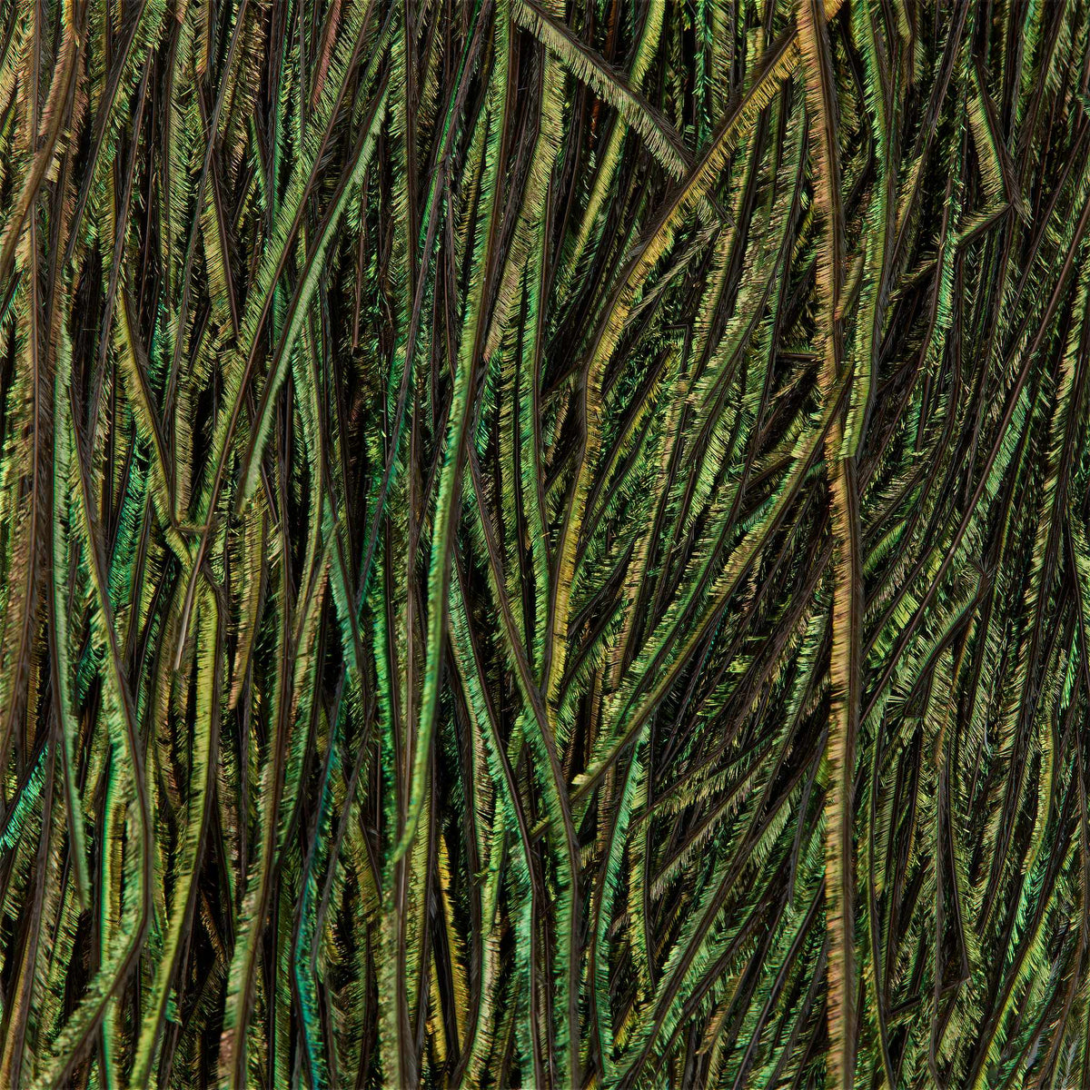 Dyed Peacock Herl | Pacific Fly Fishers